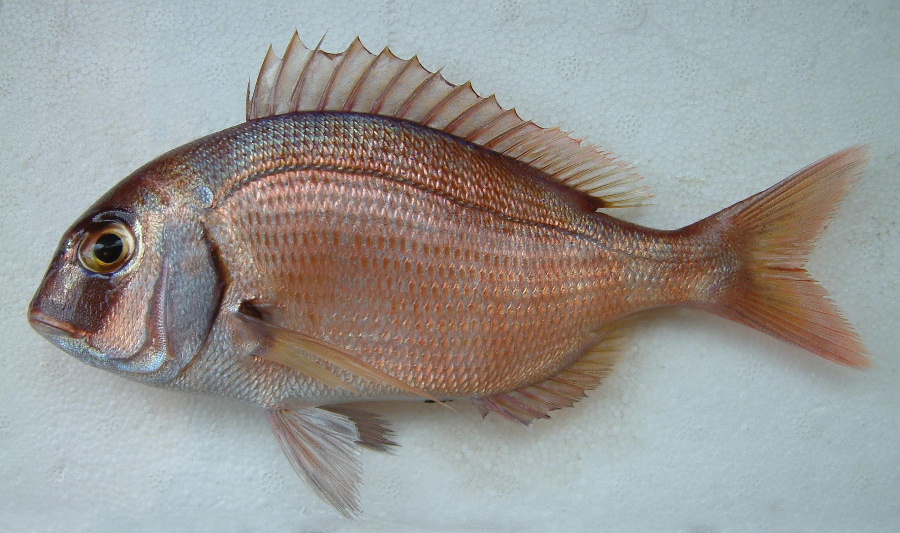 Pagrus pagrus? No, Pagellus erythrinus!